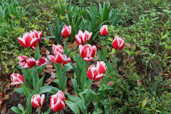 想要春日花園更多彩，不能少了它們