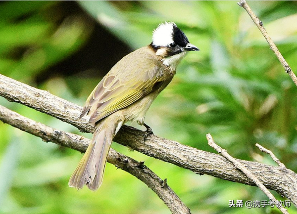 “鵯”怎麼讀？