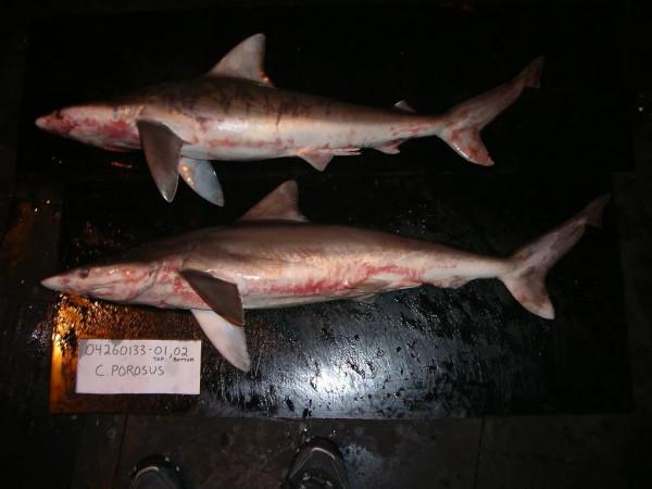 博物志 | 從繁盛到瀕危,這種鯊魚只用了40年 博物志 | 從繁盛到瀕危,這種鯊魚只用了40年