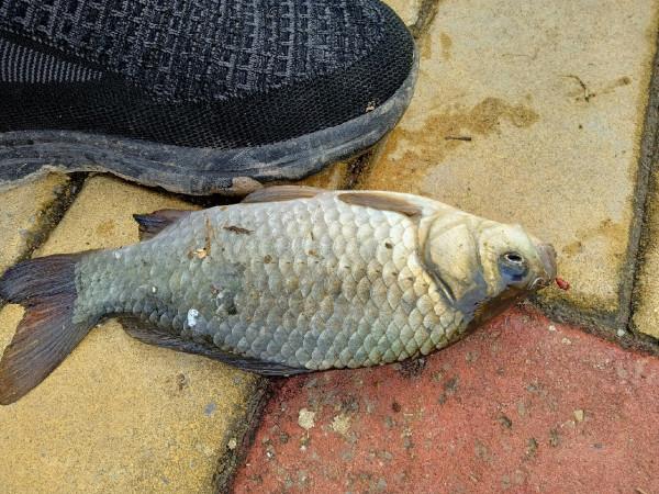 傳統釣組老窩子再續，大板鯽連竿，打窩釣位很重要