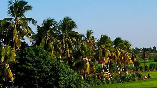 斯里蘭卡之旅(17)蒂瑟默哈拉默 斯里蘭卡之旅(17)蒂瑟默哈拉默