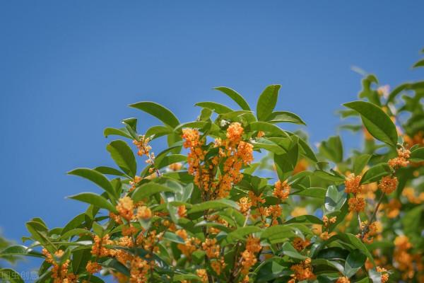 真香!送給北方小夥伴一份桂花養護技巧 真香!送給北方小夥伴一份桂花養護技巧