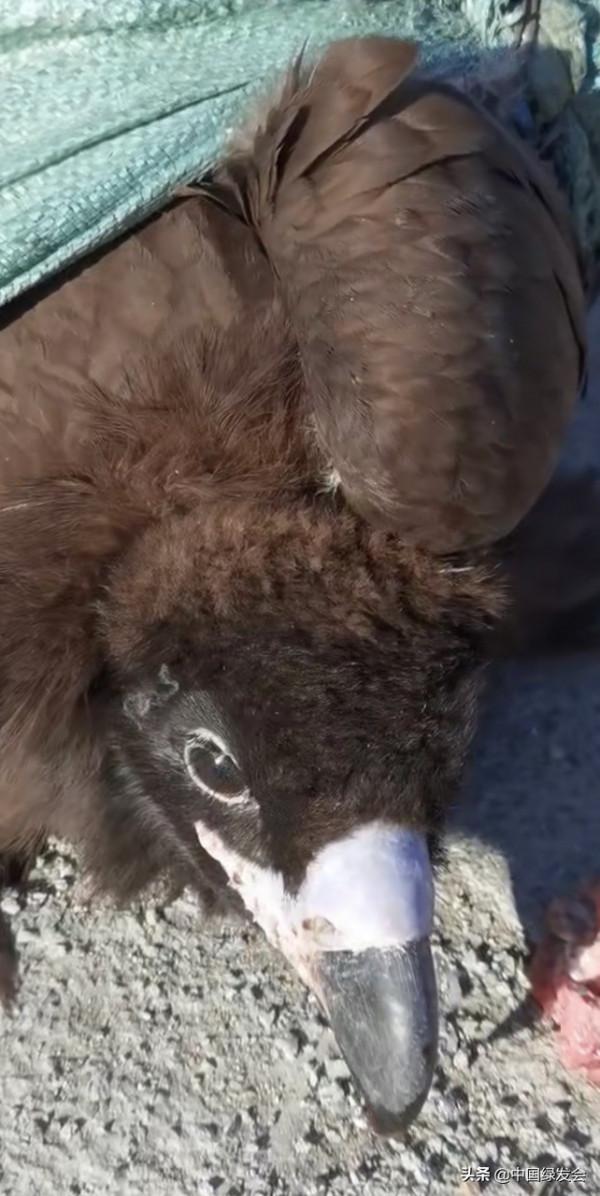 被風力發電機擊落的禿鷲,它還有救嗎？|缺乏生物多樣性評價引人憂