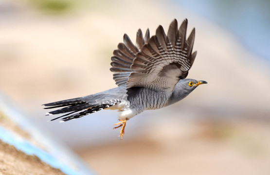 杜鵑鳥的蛋到底下到哪裡了？作業本上的記錄顯示似乎不是在封封