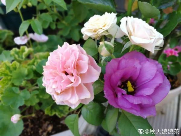 花市“一次性”的盆栽，開完花就死，未免太可惜