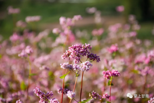 美麗甘肅 | 舟曲坪定：蕎麥花開了！