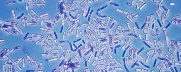 為什麼要在牛身上開個洞，還經常伸手進去掏，難道它們不會痛嗎？