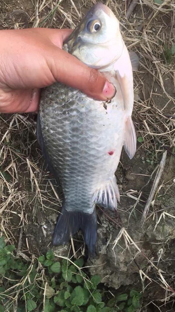 在寒風中作釣的真勇士，調低釣高收大板鯽