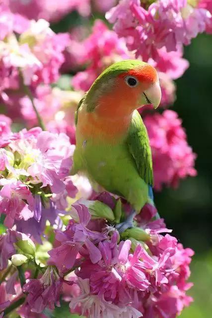 分享&mdash;&mdash;天生麗質的鳥兒