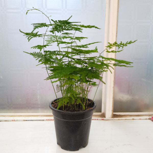 眼乾眼澀成現代通病，5種綠植，緩解眼疲勞特有效