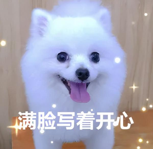 當博美去醫院時，TA在想什麼？