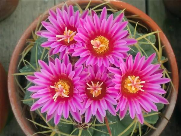 天氣冷氣溫低,這9種花要“幹養”,少澆水才不易受凍和爛根 天氣冷氣溫低,這9種花要“幹養”,少澆水才不易受凍和爛根