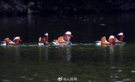 可可愛愛！福建三明迎鴛鴦越冬