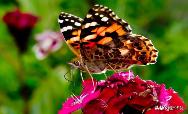 新華全媒+|這裡,是西藏林芝 新華全媒+|這裡,是西藏林芝