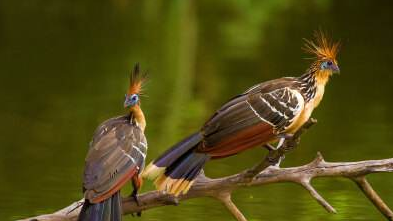 兩種以&OpenCurlyDoubleQuote;臭&rdquo;聞名的鳥類，居然能成為兩個國家的國鳥，有何特別？