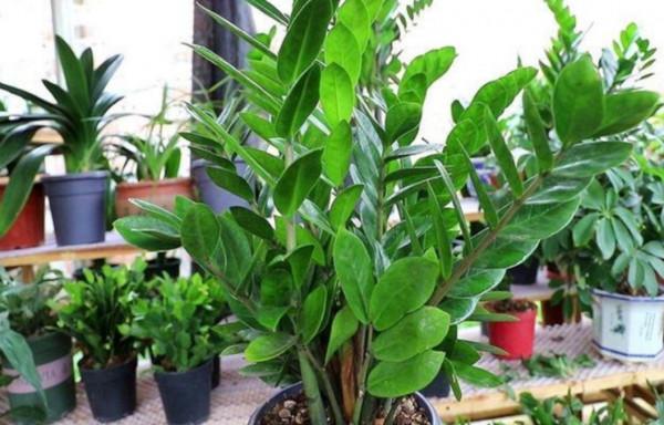 養金錢樹盆栽，現在做好4點，長得茂盛，葉子油綠光亮
