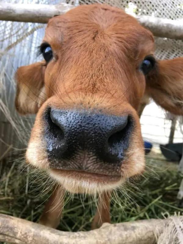 40頭可愛的治癒系小牛，看完會讓你的心情變的好更好