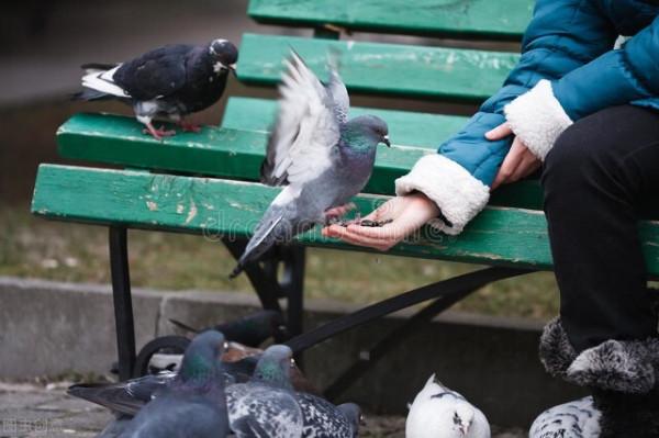從信鴿落草加入野鴿群談信鴿的本性 從信鴿落草加入野鴿群談信鴿的本性