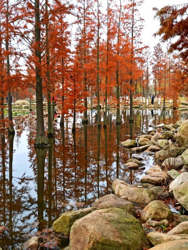 波光瀲灩水杉紅，層林盡染如畫中（之十一）