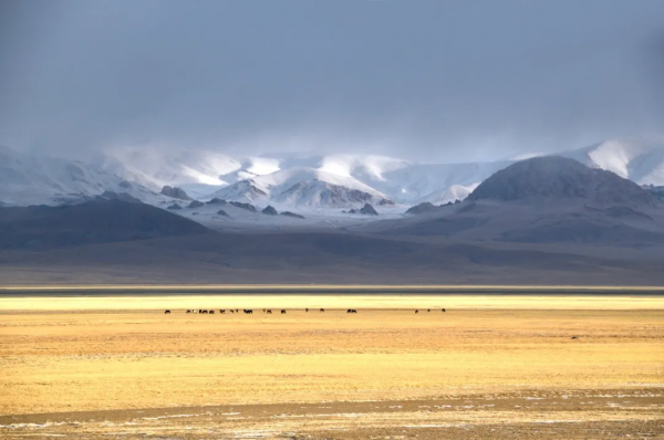 在阿里的四季裡，感受美好的一年