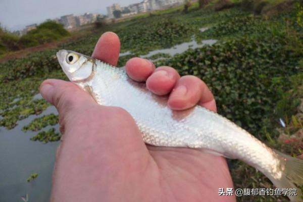 哪種魚最好釣?新手學釣魚,拿什麼魚練手?最好釣的四種淡水魚 哪種魚最好釣?新手學釣魚,拿什麼魚練手?最好釣的四種淡水魚