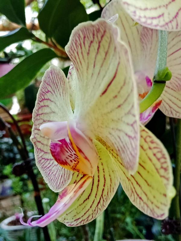 #陽臺小花園#又添新品種