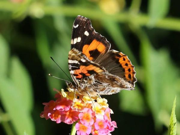 【探索】又到賞蝶季,你知道上海的常見本土蝴蝶有哪些嗎?奉上攻略→ 【探索】又到賞蝶季,你知道上海的常見本土蝴蝶有哪些嗎?奉上攻略→
