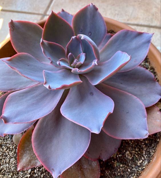 巨貨多肉,晚霞 Echeveria Afterglow 巨貨多肉,晚霞 Echeveria Afterglow