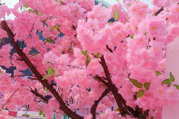 春天到來了，開的花哪些值得去欣賞一番？