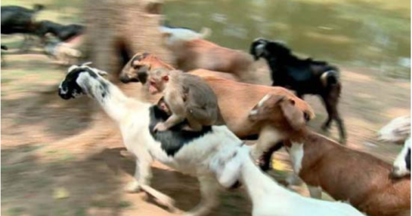 猴子放羊 選了羊老大當坐騎