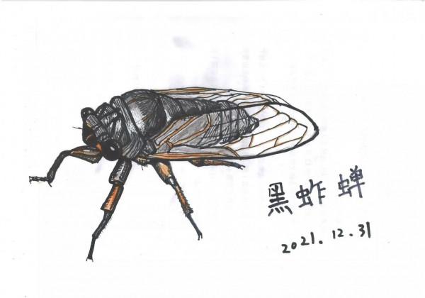 冬天見不到昆蟲，只能自己畫了