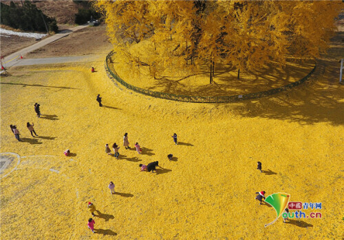 韓國800年古銀杏樹驚豔秋天 落葉形成絕美黃“地毯” 韓國800年古銀杏樹驚豔秋天 落葉形成絕美黃“地毯”