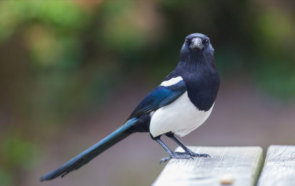 聰明的喜鵲可是&OpenCurlyDoubleQuote;高階建築師&rdquo;，它的窩外表粗糙內部奢華，扛風雪