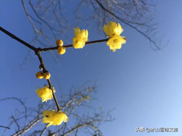 「散文」冬日隨思