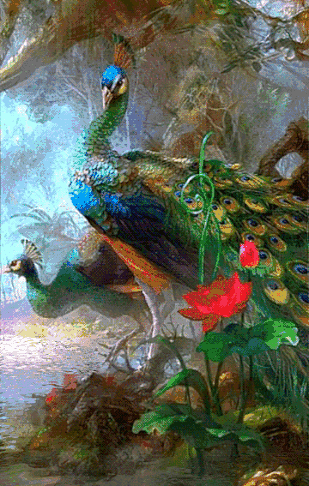 人生最美幾何時 看見孔雀和鳳凰 雙福來襲