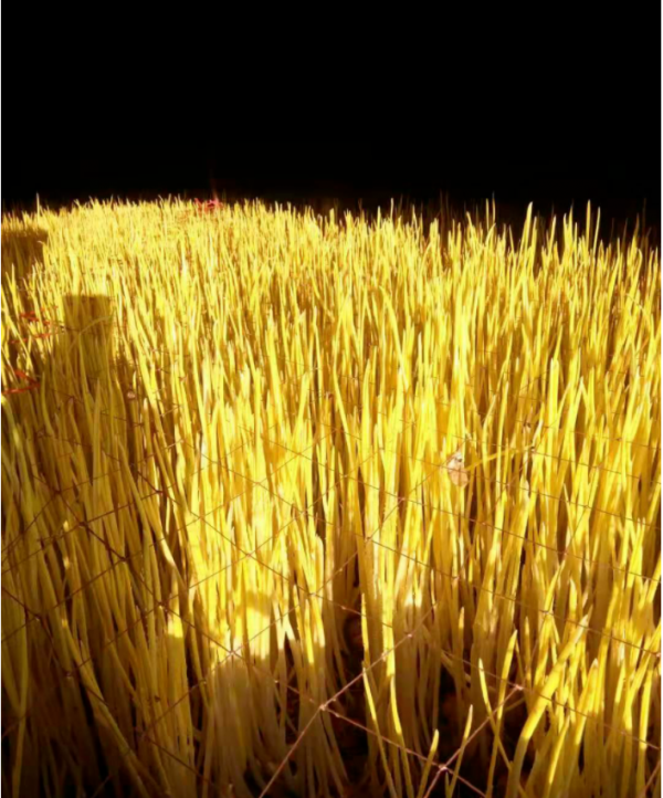 每畝淨賺2+3萬元！神山鎮種植蒜黃有“錢”途一起奔向致富路