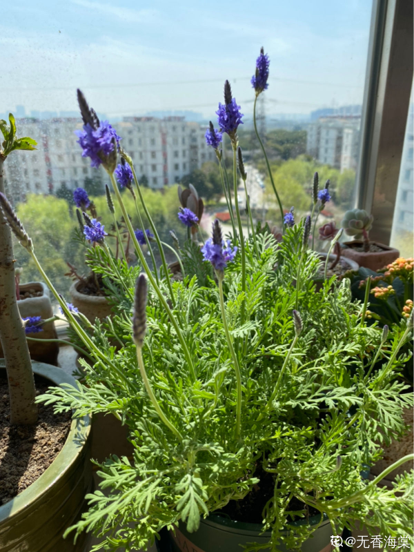 失眠多夢真頭疼，養這3種花，帶你安心入眠沒煩惱