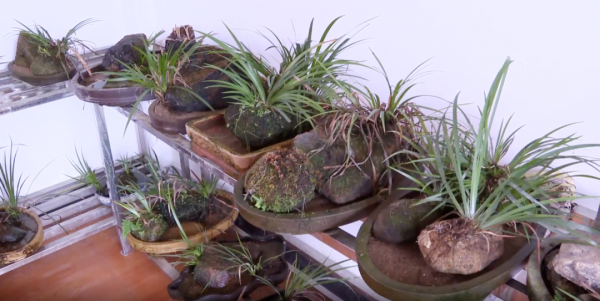 潯溪“三寶”為鄉村振興增添豐厚底蘊 潯溪“三寶”為鄉村振興增添豐厚底蘊