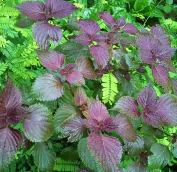 古人的浪漫:那些絕美的中藥名 古人的浪漫:那些絕美的中藥名