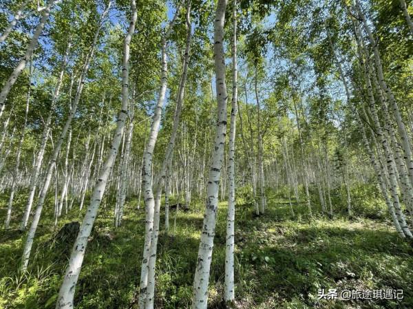 國內兩條小眾自駕路線，穿梭在原始森林之中，遨遊在歷史的海洋裡