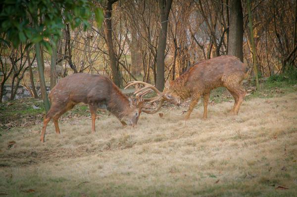 脖子上掛輪胎生存兩年！一頭麋鹿被拯救，為何麋鹿掙脫不了輪胎？