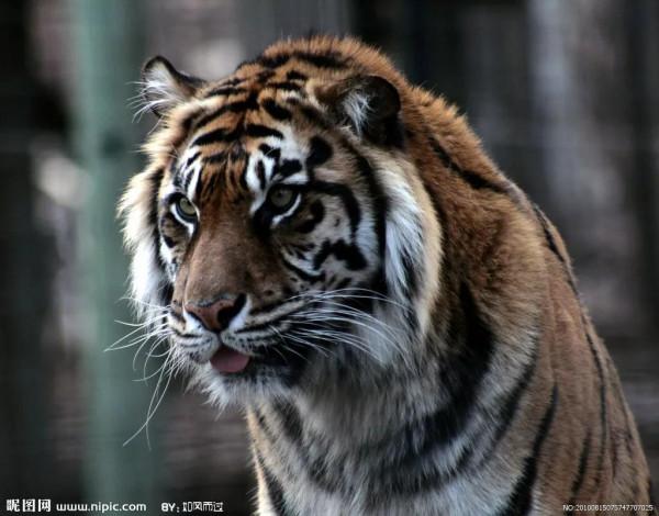 草食動物的鼻樑與肉食動物的區別