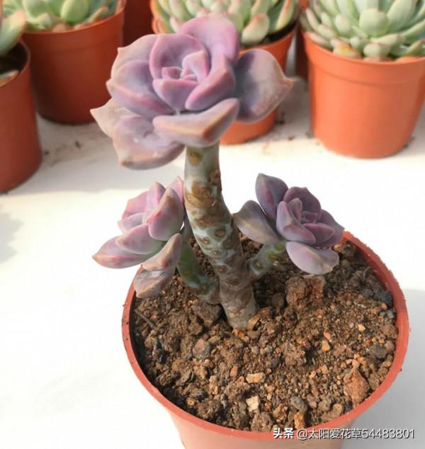 最愛多肉紫樂,好養殖易出狀態,非常容易爆盆 最愛多肉紫樂,好養殖易出狀態,非常容易爆盆
