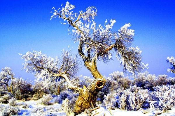 這裡是新疆 | 新疆胡楊林風景集錦