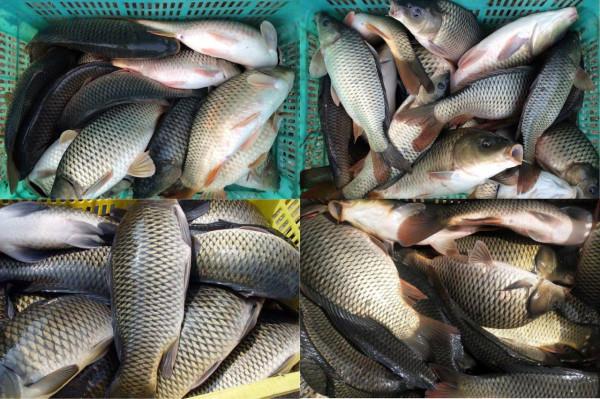 入冬之後野釣，從這三個方面調整，讓你的漁獲量增加一倍