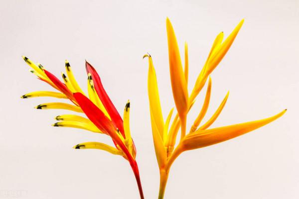 &OpenCurlyDoubleQuote;蠍尾蕉&rdquo;花中君子，友善好客