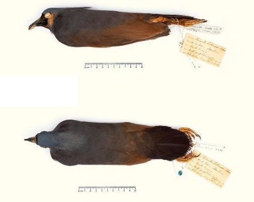 擁有漂亮羽冠的所羅門冕鴿，和發出笑聲的笑貓頭鷹，怎麼滅絕的？