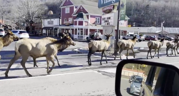 交通大堵塞：成群結隊的麋鹿在美國公路上橫衝直撞