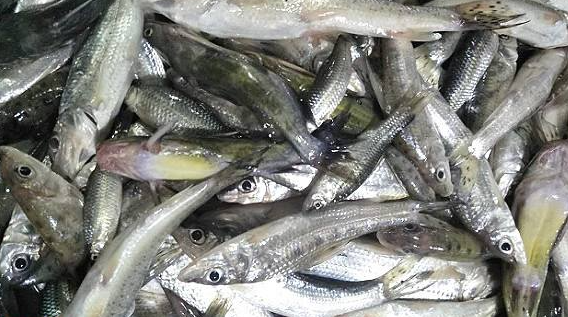 釣魚“空槍”的原因及解決方法都在這裡，趕緊收藏