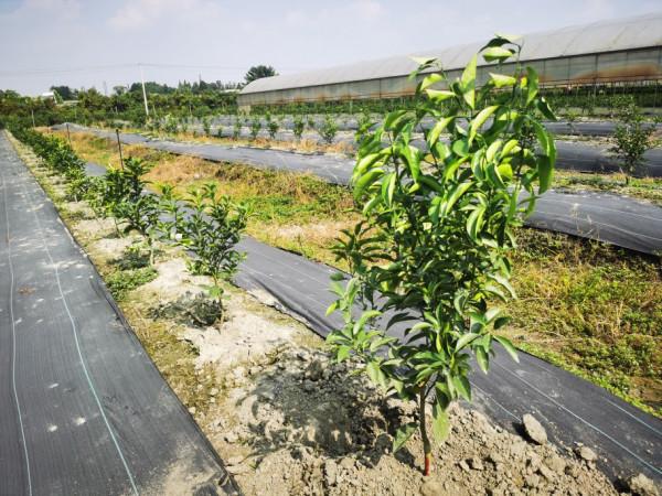 中央植物工廠連鎖模式-柑桔標準化育苗種植的踐行者(1) 中央植物工廠連鎖模式-柑桔標準化育苗種植的踐行者(1)